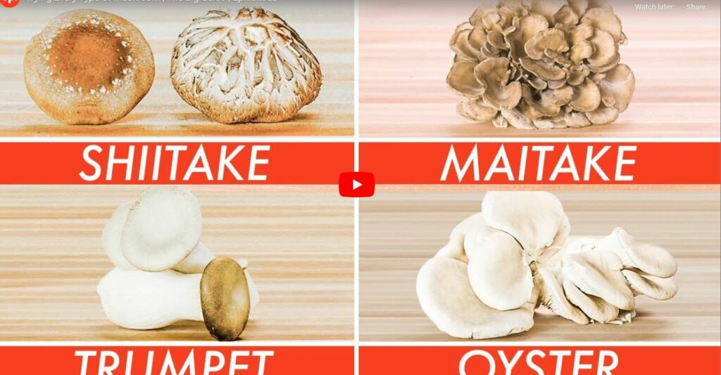 How to Grow Hydroponic Mushrooms