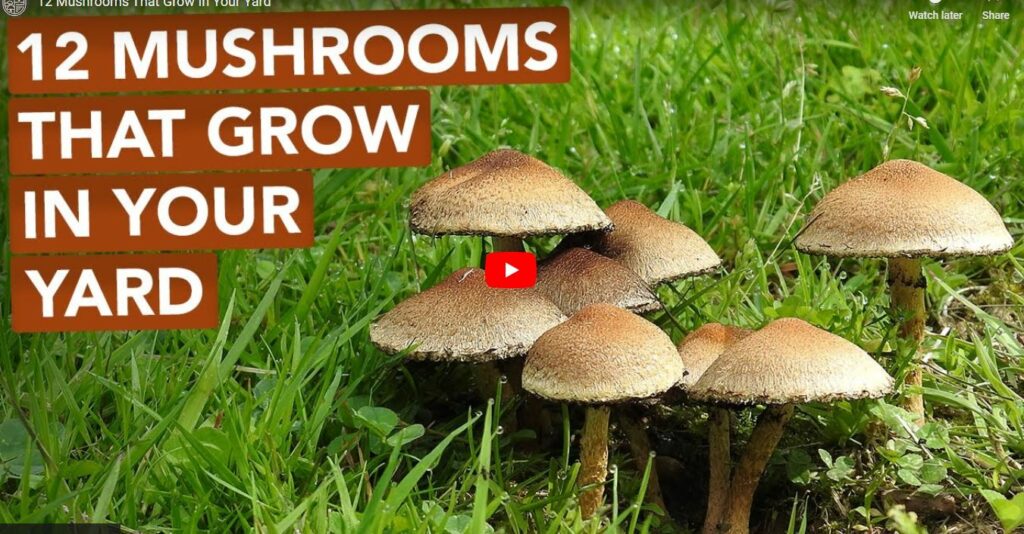 Mushrooms Growing in Vegetable Garden