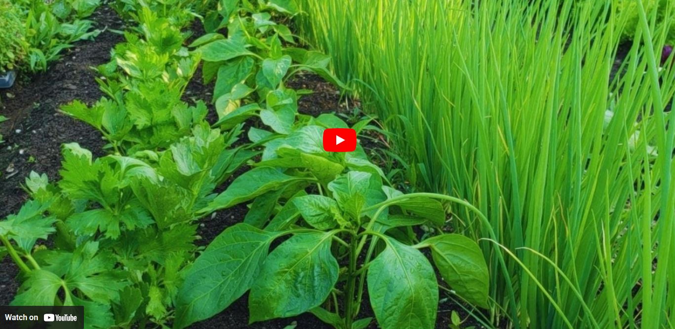 Companion Planting Tips for Organic Gardening Success