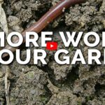 Can I Put Compost Worms in My Garden