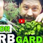 HOME GROWN Indoor Herb Garden Starter Kit Review