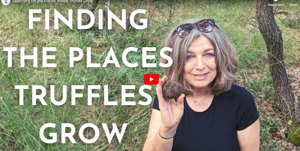 How to Grow Your Own Truffles