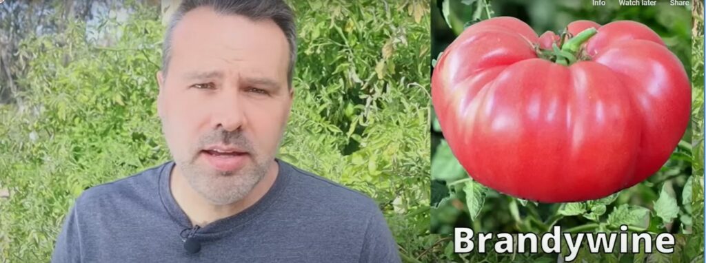 Best Garden Tomatoes