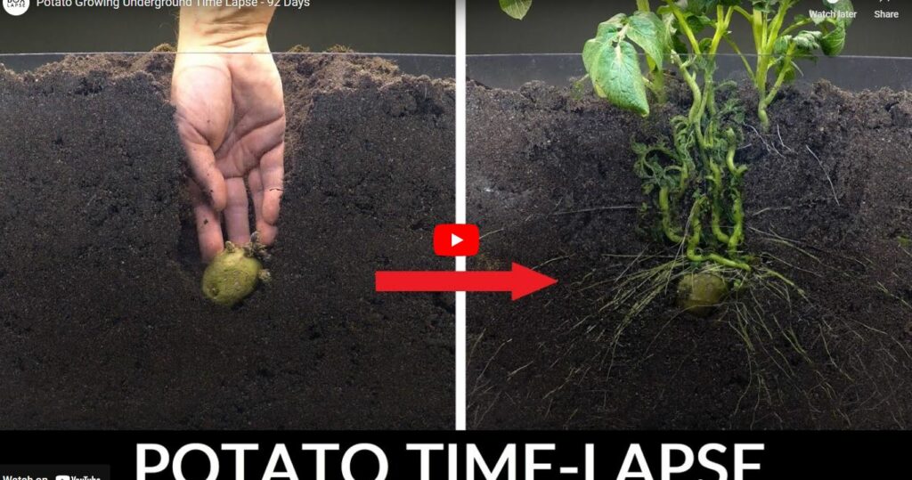 Transplanting Potato Plants