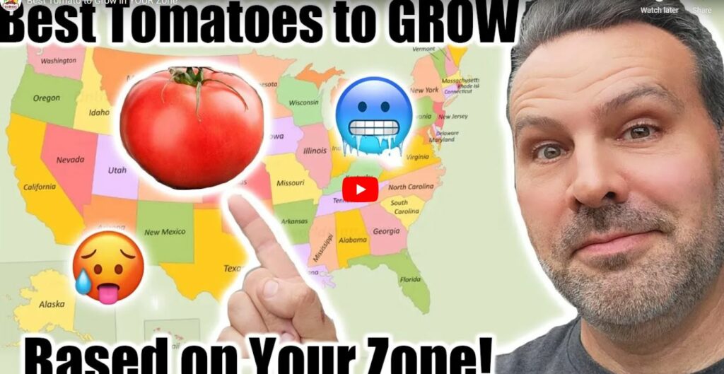 How to Grow Tomatoes in Colorado