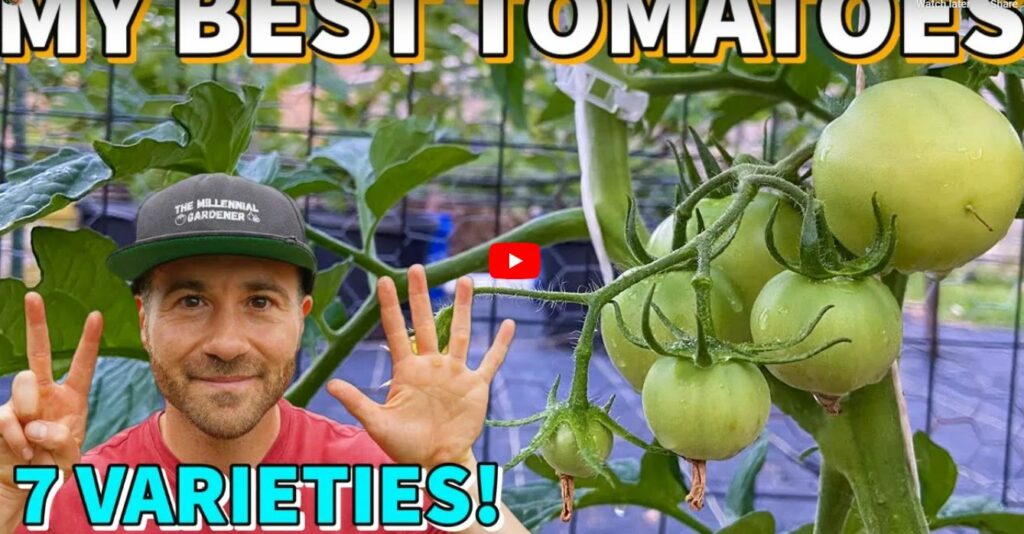 Best Garden Tomatoes